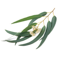 Aceite de eucalipto