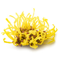 Hamamelis USP