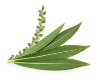 Aceite de árbol de té