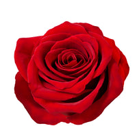 Extracto de flor de rosa