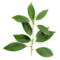 Alcanfor