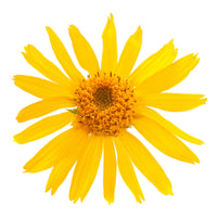 Extracto de flor de Arnica montana