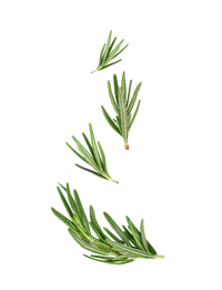 Aceite de hoja de romero