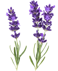 Aceite de lavanda