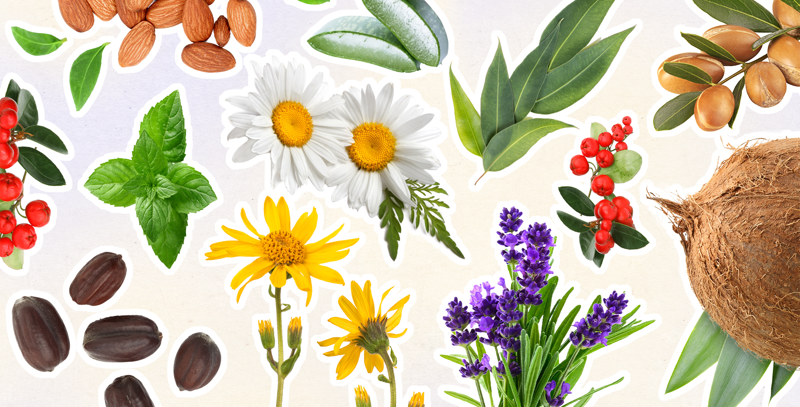 Various plants, flowers, and nuts on a light background