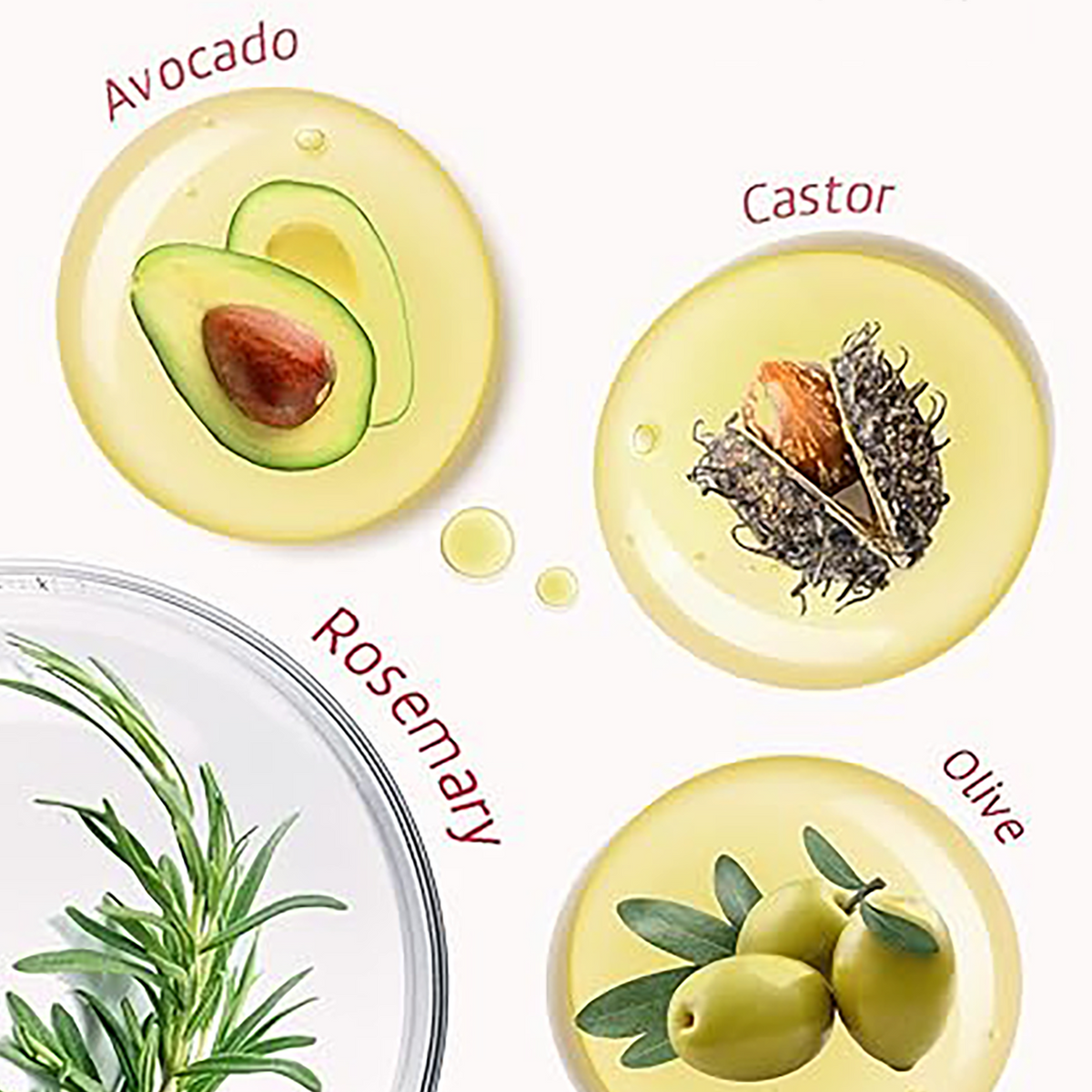 Four circular oil droplets on a white background, labeled Avocado, Castor, Rosemary, and Olive, each showing a botanical or ingredient illustration above green olive oil. A partial petri dish with green sprouts appears in the lower left.